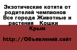  Экзотические котята от родителей чемпионов - Все города Животные и растения » Кошки   . Крым